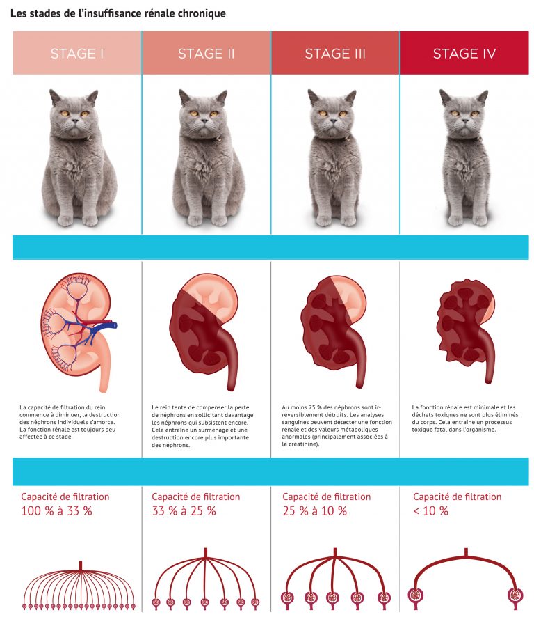 Insuffisance rénale chronique chez le chat City Media Newswire